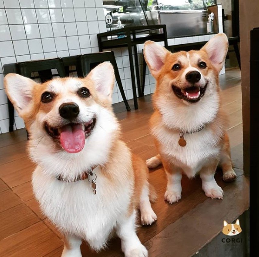 Kawiarnia w Bangkoku w uroczymi corgi