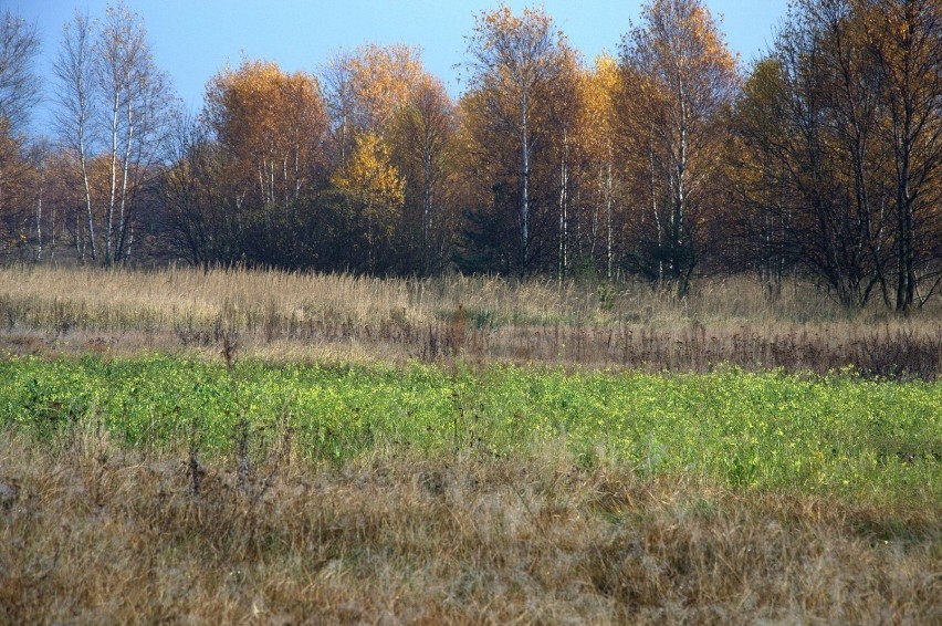 Gdzieś, między Miedźnem a Łobodnem.  fot. R.Grzeszczyk