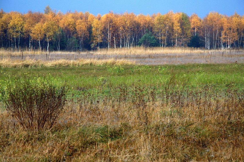 Gdzieś, między Miedźnem a Łobodnem.  fot. R.Grzeszczyk