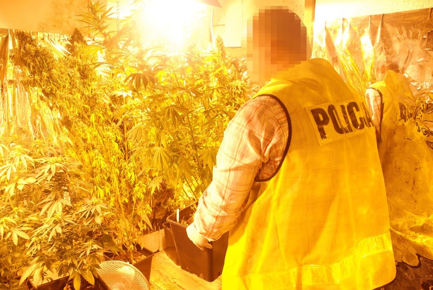 Policjanci zlikwidowali plantację marihuany