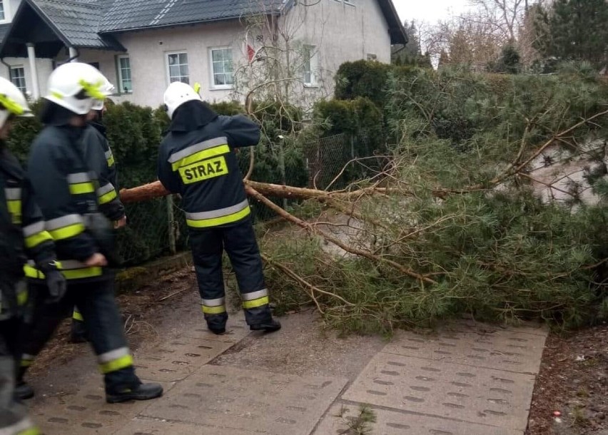 OSP w Gościszewie. Strażacy usuwali z dróg powalone drzewa