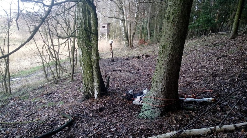 Uwiązany martwy cielak został znaleziony w lesie w okolicach...