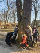 Protest przeciwko wycince w Parku Miejskim w Kielcach. Grupa osób przytula się do drzew. Zobacz zdjęcia
