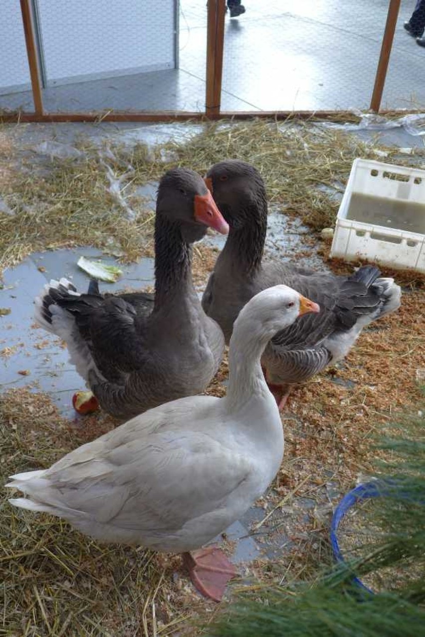 Lubelska Wystawa Zoologiczna Zoopark 2014