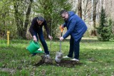 Powiat bocheński sadzi i rozdaje drzewa w ramach akcji ekologicznej #drzewodlaklimatu [ZDJĘCIA]