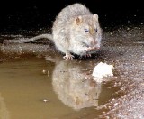 Chylonia: Szczury wodne uciążliwe dla mieszkańców. Czas na deratyzację
