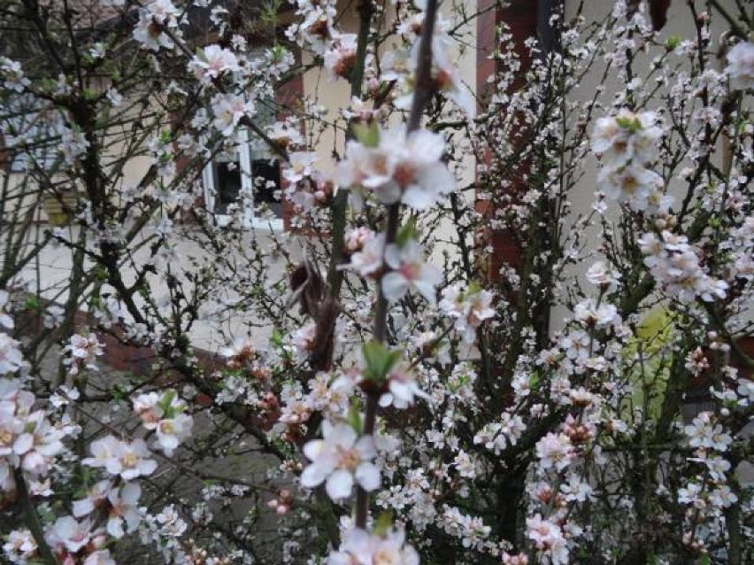 MAJ 
1 maja, Święto Pracy 
3 maja, Święto Konstytucji 
6...