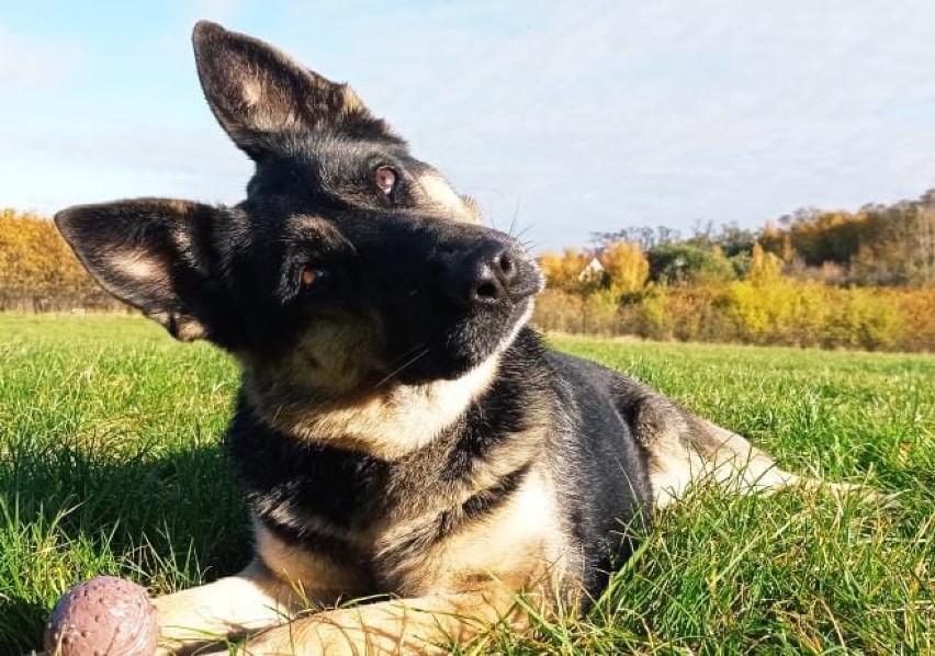 Policja z Głogowa szuka przewodników psów służbowych