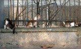 Kraków. Kto policzy dzikie koty w mieście? Urzędnicy szukają chętnych