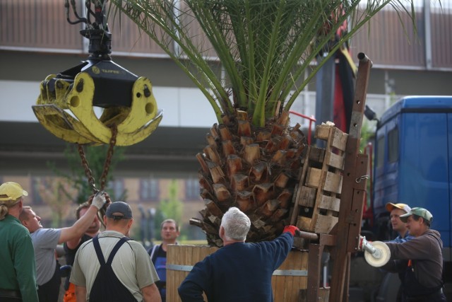 Operacja stawiania palm na rynku w Chorzowie