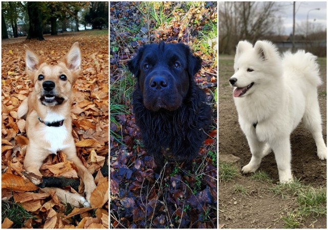 Wybierz z nami zdjęcia psów do kalendarza - plebiscyt