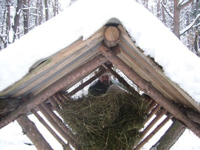Łowczy Arkadiusz Głąb czuwa nad  dokarmianiem leśnych zwierząt i ptaków w okresie zimy