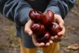 Rozpoczęła się charytatywna zbiórka kasztanów dla ciężko chorego, 8-letniego Filipa Krychowskiego ze Stargardu