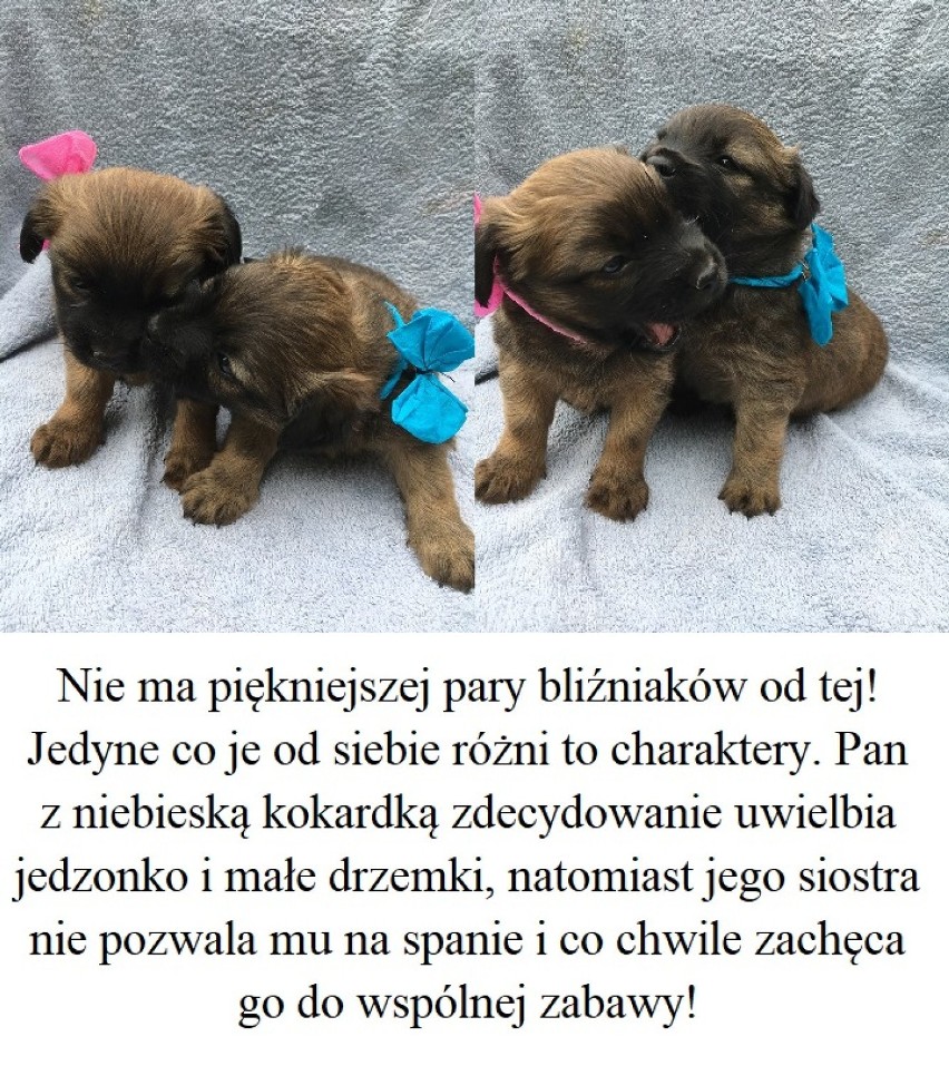 Szczeniaczki wyrzucone w worku wymagały karmienia butelką....