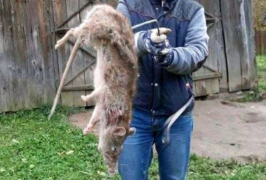 Gigantyczny szczur zabity pod Białymstokiem