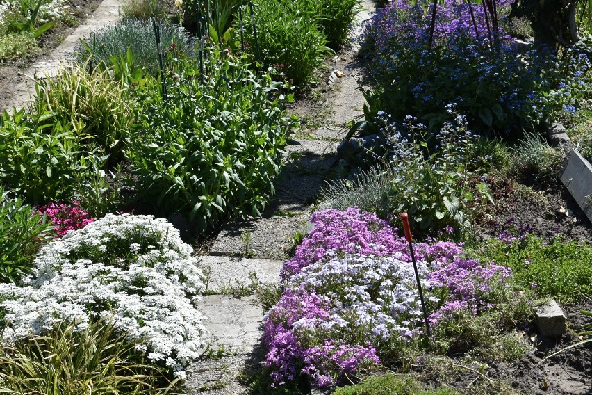 Najpopularniejsze kwiaty i rośliny ozdobne w naszych ogrodach. Zobacz, które z nich masz na swojej działce