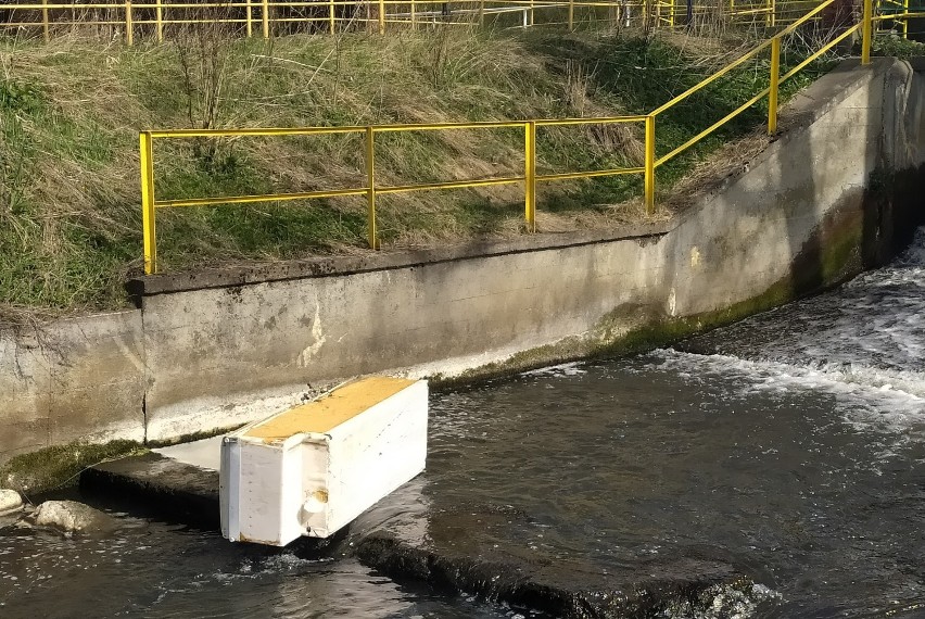 Rozpoczęło się sprzątanie świata. Podczas akcji w Lęborku zebrano kilkaset kilogramów śmieci