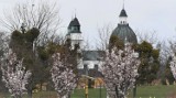 Chełm. Słodkie forsycje, urocze magnolie i wiosenne kwiaty kwitną w parku i  na chełmskich osiedlach. Zobacz zdjęcia
