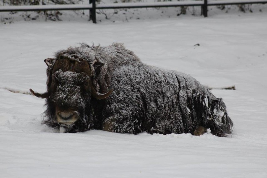 Zwierzęta w warszawskim ZOO rozrabiają na śniegu. Niektórzy...