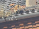 Lis na dachu w centrum Świdnicy. Nietypowa akcja strażaków (ZDJĘCIA) 