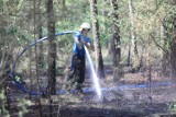 Pożar lasu przy ul. Ugory. Toruńscy strażacy mają dziś dużo pracy [ZDJĘCIA]