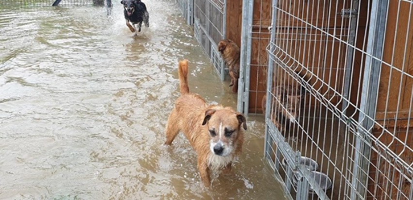 Miłośnicy zwierząt z Krakowa z pomocą dla zalanego schroniska