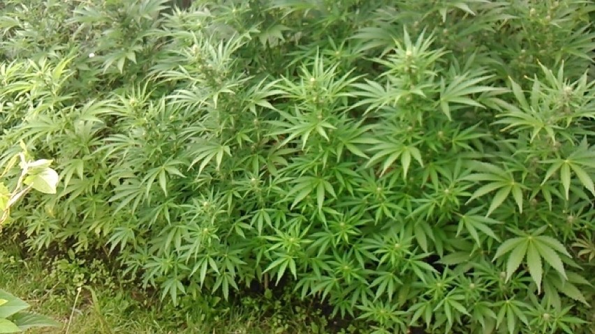 Policja znalazła 91 krzewów marihuany na gorzowskiej posesji [ZDJĘCIA, WIDEO]