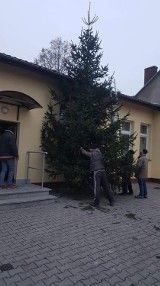 Oleśnica. Ogromna choinka stanęła przed świetlicą w Bystrem