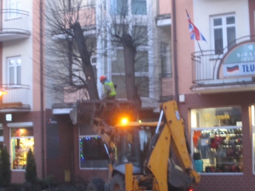 Wycięcie i przycinanie drzew w Lęborku. Najtrudniejsza akcja na Staromiejskiej ZDJĘCIA, WIDEO