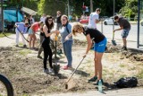 W Bydgoszczy powstaje pierwsza społeczna łąka kwietna [zdjęcia z sadzenia roślin]