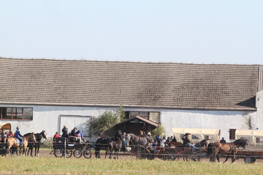 Święto koni i koniarzy obchodzono dziś w gospodarstwie agroturystycznym Mustang w Starym Widzimiu.