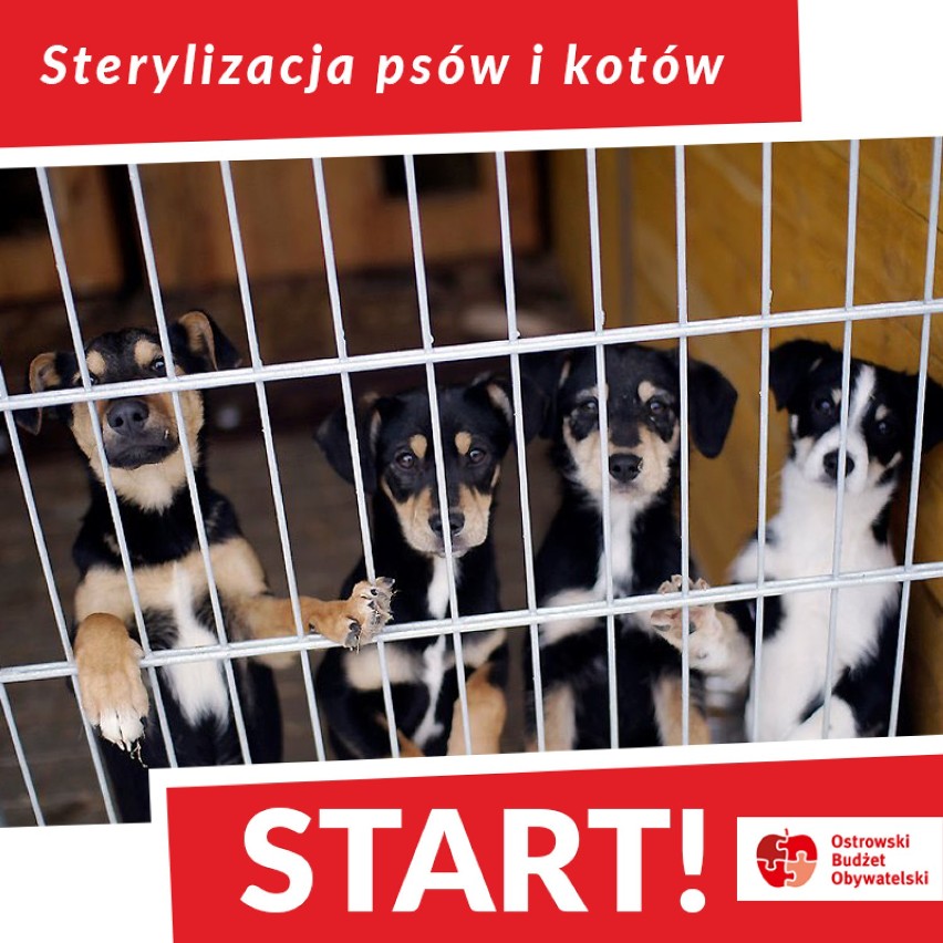 Rusza bezpłatna sterylizacja psów i kotów w Ostrowie Wielkopolskim