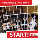 Rusza bezpłatna sterylizacja psów i kotów w Ostrowie Wielkopolskim