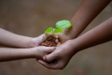 Masz w domu zużyte baterie lub plastikowe nakrętki? Możesz wymienić je na drzewko