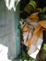 Strażacy z Boguszowa-Gorc uratowali psa, który utknął między słupkami ogrodzenia 