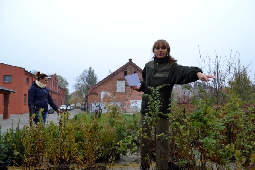 Nowy Dwór Gdański. Drzewko za kasztany i żołędzie. Mieszkańcy dostarczyli blisko tonę owoców jesieni