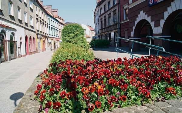 Bordowe bratki witają mieszkańców, wchodzących z rynku na...