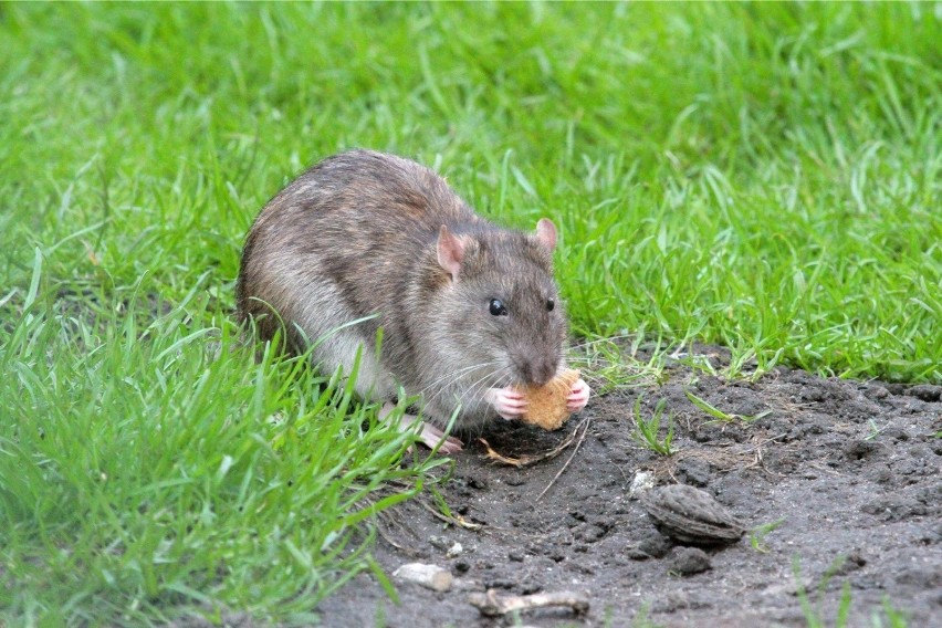 Szczury od dawna wywołują panikę wśród ludzi. 


(zdjęcie...