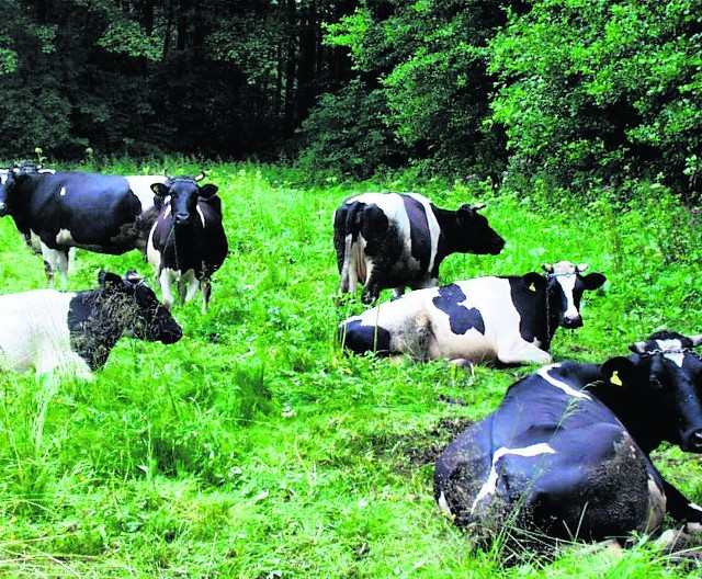 Domniemani naciągacze kontrolują krowy i za brak kolczyków w ich uszach wypisują rolnikom mandaty