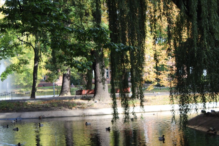 Park przy Placu Tadeusza Kościuszki w jesiennej odsłonie [ZDJĘCIA]