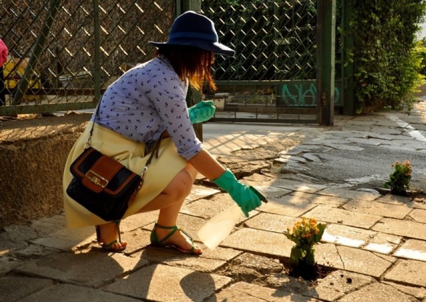 Wrocław: Posadzili kwiaty w dziurawych chodnikach (ZDJĘCIA)
