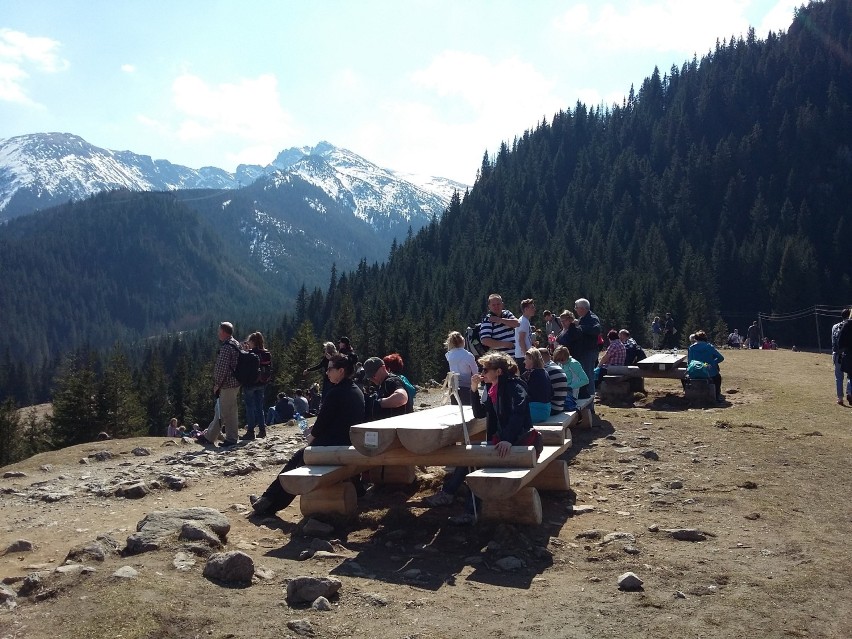 Tatry. Tłumy podziwiały krokusy na Kalatówkach [ZDJĘCIA]