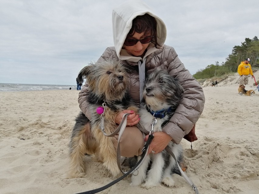 OgOnisko 2019, czyli psy i ludzie bawili się na plaży