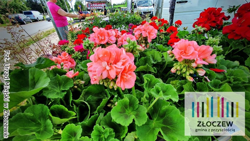 Dzień targowy w Złoczewie pod znakiem kwiatów i truskawek. Handel w tymczasowych miejscach. Trwa modernizacja miejskiego targowiska ZDJĘCIA