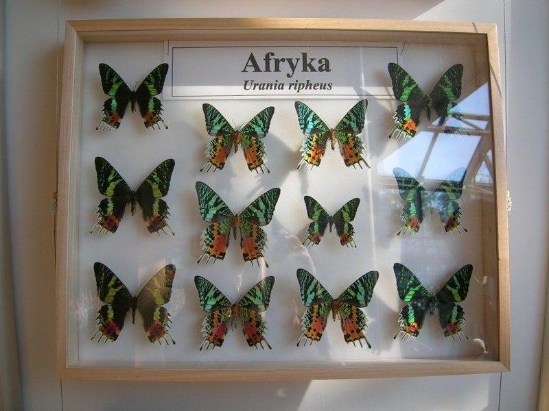 Motyle Afryki, Ameryki i Azji na wystawie w Palmiarni Zielonogórskiej