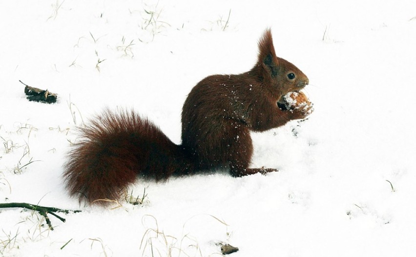 Pierwsze opady śniegu, legnickie wiewiórki mają się dobrze [ZDJĘCIA]