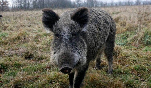 500 dzików do odstrzału w powiecie piotrkowskim. Jest nowe rozporządzenie wojewody