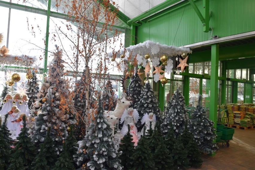 Świąteczna dekoracja w Centrum Ogrodniczym Lilia. Dopiero...