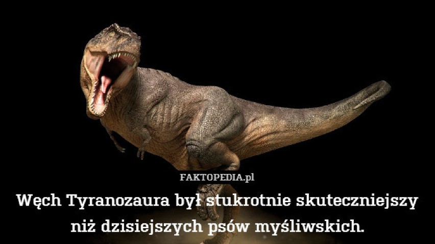 ZOBACZ TAKŻE: Dinozaury w Poznaniu - one tam są i będą!