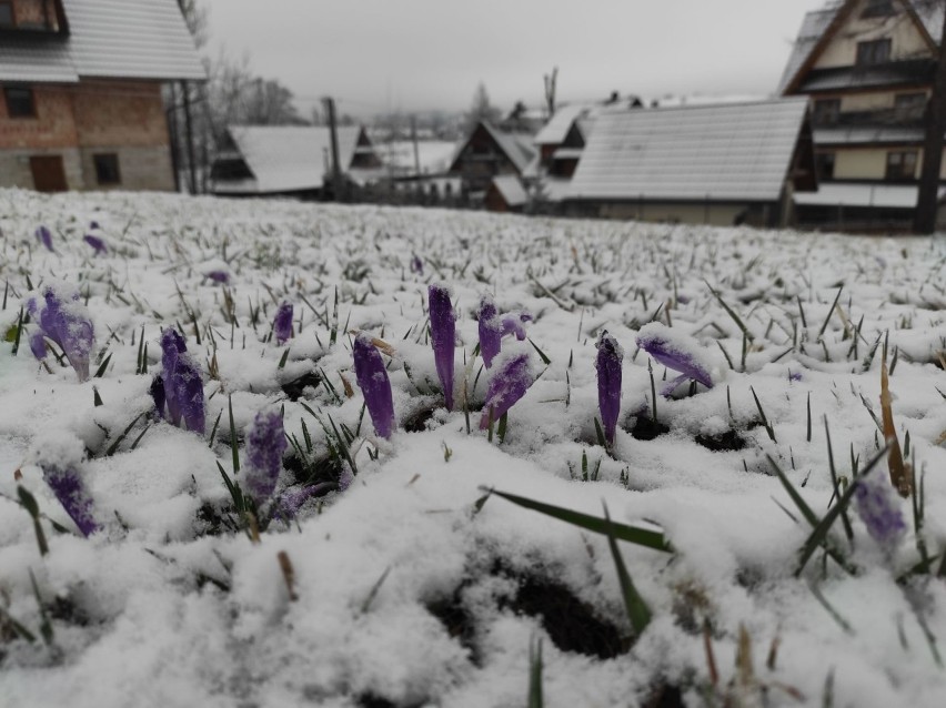 Zima wróciła pod Tatry, Zakopane znów białe. Krokusy przykryte śniegiem. Ma sypać do końca tygodnia!